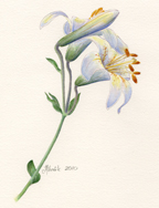 washington or shasta lily watercolor by vorobik